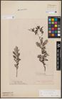Foto von Salix aurita L. x Salix repens L.